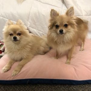 Meet your Posher, Cambra